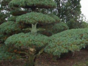 ���ϰ�����Щ��Ч���� ���ϰ��������˿�Ѫ