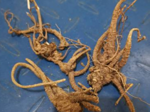 ��צ�Ĺ�Ч���� ��צ��������˳��ɢ��