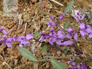 �ƹ��ʲݵĹ�Ч���� �ƹ��ʲݹ�������ɢ��ֹ��