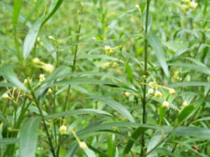 張���Ĺ�Ч���� 張�����������׽ⶾȥ����Ч