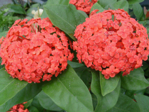 ���������Ĺ�Ч���� �����������彵�λ���ŧ