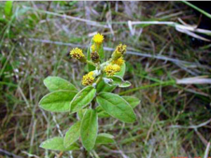 ɽ���ƵĹ�Ч���� ɽ���ƿ������������ֹʹ