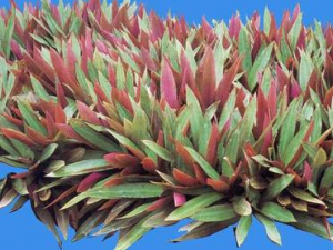 �����Ĺ�Ч���� ������ֹ�ȳ�̵��