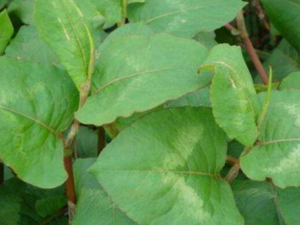 ��̿ĸ�Ĺ�Ч���� ��̿ĸ������ȵ�����