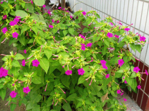 �������Ĺ�Ч���� �����������̵����