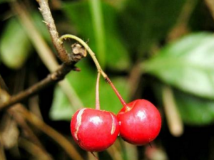 �Ͻ�ţ���Ĺ�Ч���� �Ͻ�ţ����������ʹ