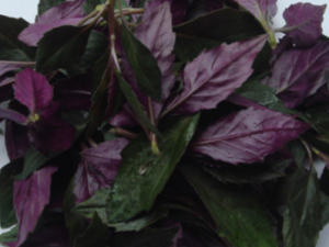 �ϱ�����ݵĹ�Ч���� �ϱ���������¾������״�����