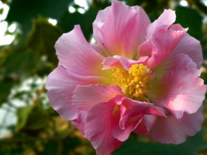 ��Ҷܽ�صĹ�Ч���� ��Ҷܽ�����Ʒ����Ѫ