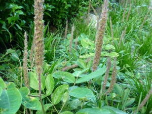 �ù�β�Ĺ�Ч���� �ù�β��������Ѫ��