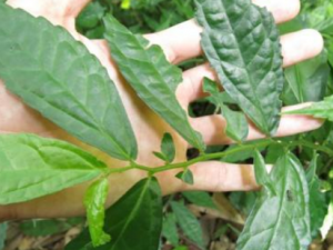 ���X�Ĺ�Ч���� ���X���������