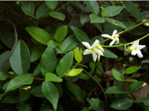 �½��ٵĹ�Ч���� �½����ξ�ʪ�ǽ�ʹ��