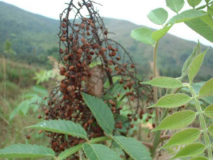 ��˪�صĹ�Ч���� ��˪�������˿��Է�