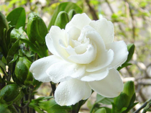 ˮ��֦�Ĺ�Ч���� ˮ��֦�����Ƚ���ɫ��