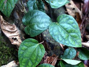 �����ٵĹ�Ч���� ������������Ѫ����ɢ��