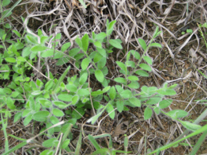 ��ë���Ĺ�Ч���� ��ë����ʪ������֢��