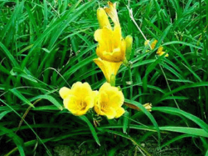 ����ͷ�Ĺ�Ч���� ����ͷ����Ѫ��