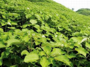 ������Ĺ�Ч���� �������������ֹ̥Ѫ