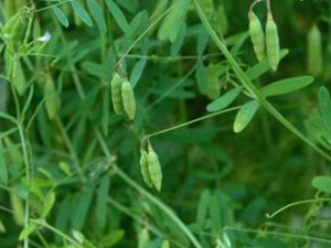 ��Ҷ�����Ĺ�Ч���� ��Ҷ�������Ƚⶾ�δ�Ѣ