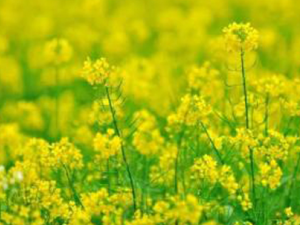 ������ʲô�г�ҩ�� С���Ƽ������˷����г�ҩ