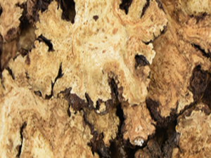 �������η�ʪ���ķ���  ��������Ԥ����ʪ����