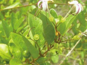 ��ɇ����Щ��Ч ��ɇɢ������ɱ��