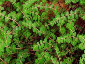 Ѫ����Ĺ�Ч���� Ѫ�����ε�����ʹ��