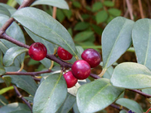 ������Ĺ�Ч���� ���������ɢ��