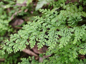 �𻨲ݵĹ�Ч���� �𻨲ݽ�ѻƬ���ɢ��