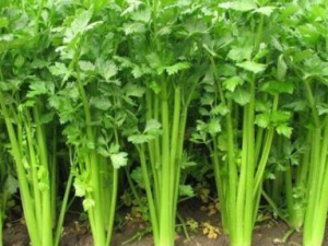 �۲˵�ѡ������ ʲô�����۲˺���