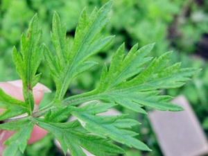 ��Ҷˮϴ����ʲô�ô� ��ҶҲ�����ݹ�Ч��