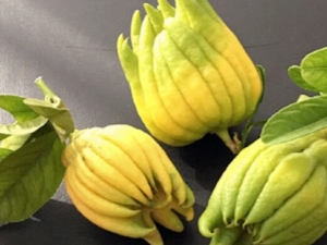 ���̵ָĹ�Ч���� ���ָ�������� ��θ��̵