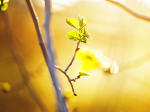 �����ߵĹ�Ч���� �����߻�Ѫֹʹ��ͷʹ