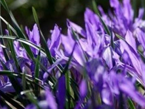 �����ӵĹ�Ч���� �������κ�������ʹ��