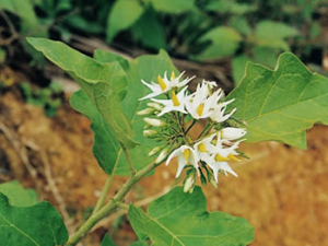 ��ťͷ�Ĺ�Ч���� ��ťͷɢ������ֹʹ