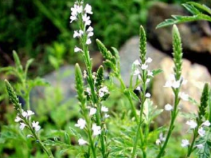 ���޲ݵĹ�Ч���� ���޲ݿ�ͨ��ɢ������