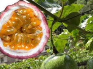 ��������Ŷ����� ������Ļ�������