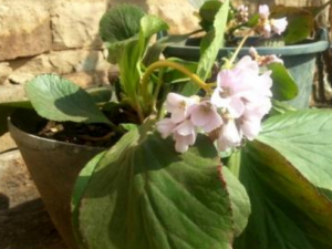 С�Ұײ�����Щ��Ч���� С�Ұײ˿���������η������