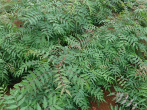 ľ�����Ĺ�Ч���� ľ����������θ��Ĺ�Ч