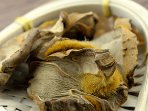 �𹷼���ë�Ĺ�Ч���� �𹷼���ëֹ���˳�Ѫ