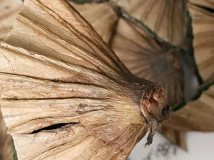 ��Ҷ�ٵĹ�Ч���� ��Ҷ�����鰩����