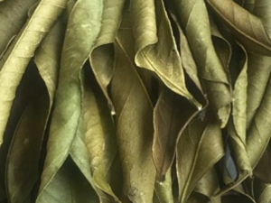 ��Ҷ�Ĺ�Ч���� ��Ҷ����������