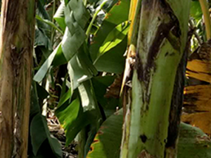 �ʽ����Ĺ�Ч���� �ʽ������ȴ�Ѫ��