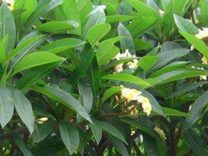 ����ǰ�����׵���ҩ����Щ