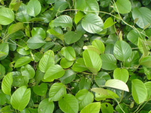 �׺��ٵĹ�Ч���� �׺��ٿ�ȥʪ����