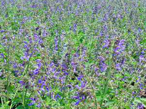 ���ٵĹ�Ч���� ������ͷʹ����