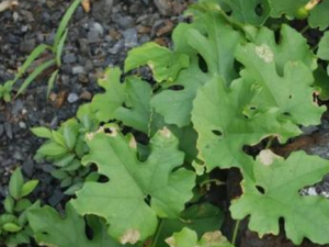 �ݹ���Ĺ�Ч���� �ݹ���ν�˳���