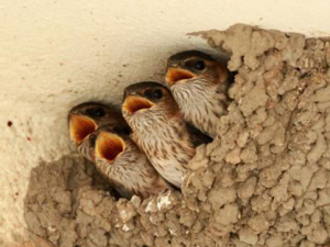 �����ѵĹ�Ч���� ������������ˮ����