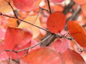 ���ŷ�Ҷ�Ĺ�Ч���� ���ŷ�Ҷ�δ���