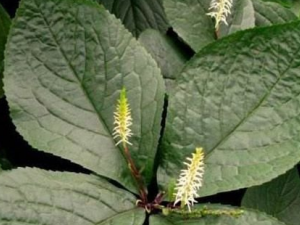 ��ϸ���Ĺ�Ч���� ��ϸ������ʪ��������