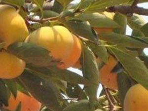 ������Ҷ�Ĺ�Ч���� ������Ҷ������������